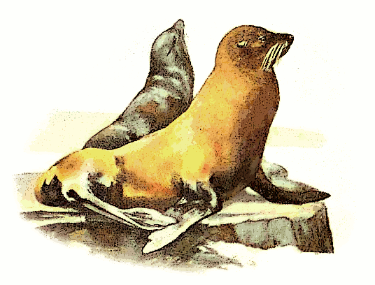 Free California Sea Lion Clipart