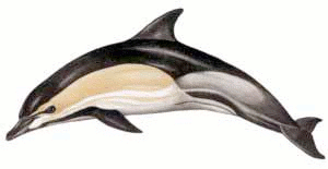 Free Dolphin Clipart