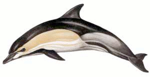 Free Common Dolphin Clipart