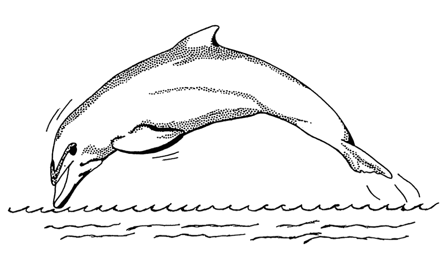 Free Black and White Dolphin Clipart