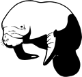 Free Manatee Cloroing Pages Clipart