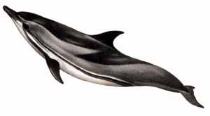 Free Striped Dolphin Clipart