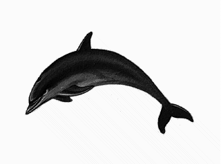 Free Common Dolphin Clipart