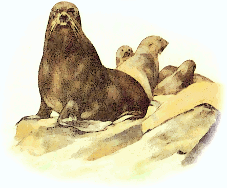 Free Seal Mother Clipart