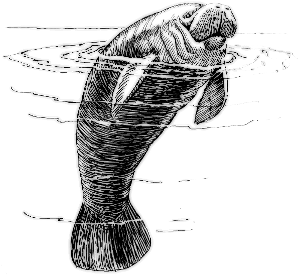 Free Black and White Manatee Clipart