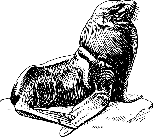 Free Fur Seal Clipart