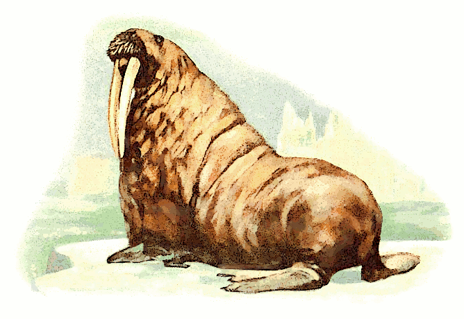 Free Walrus Clipart