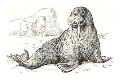 Free Black and White Walrus Clipart