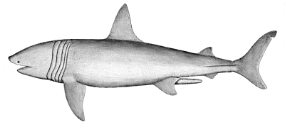 Free Shark Clipart