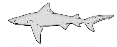 Free Black and White Shark Clipart