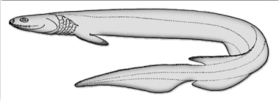 Free Frilled Shark Clipart