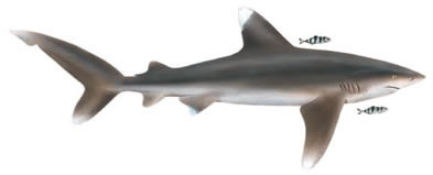 Free Shark Clipart