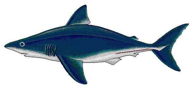 Free Porbeagle Shark Clipart