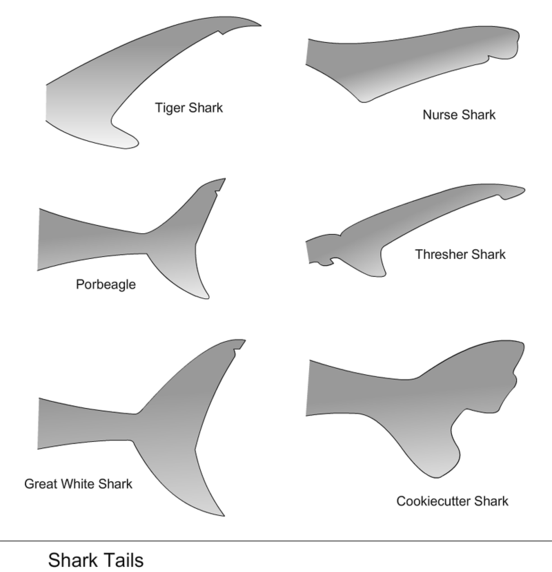 Free Shark Anatomy Clipart