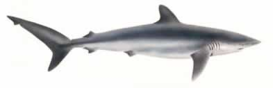 Free Silky Shark Clipart