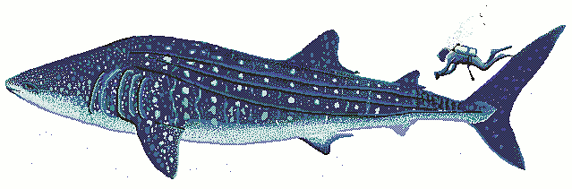 Free Shark Clipart