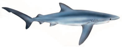 Free Shark Clipart