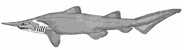 Free Black and White Shark Clipart