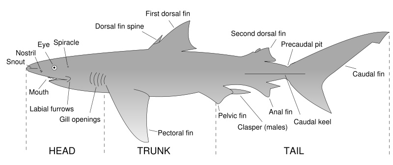 Free Shark Anatomy Clipart