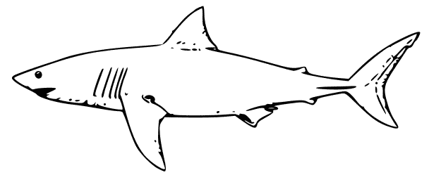 Free Shark Clipart