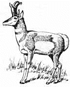 Free Pronghorn Clipart