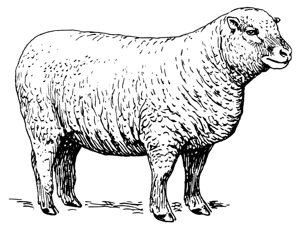 Free Sheep Clipart