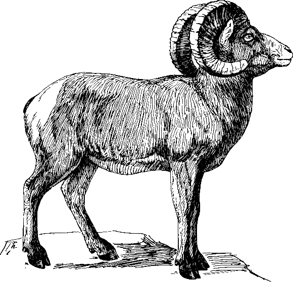 Free Sheep Clipart