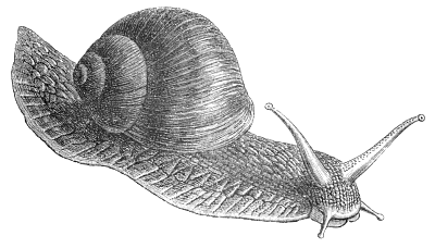 Free Snail Clipart