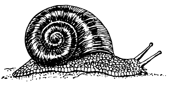 Free Snail Clipart