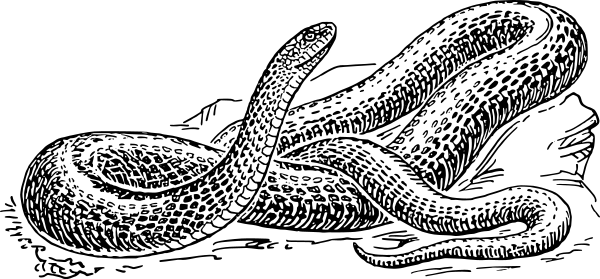 Free Black and White Snake Clipart