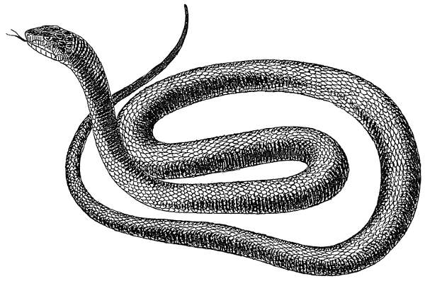 Free Black and White Snake Clipart