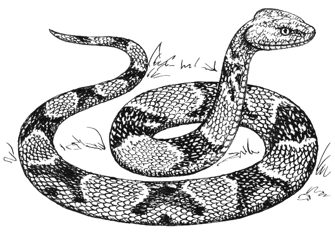 Free Black and White Snake Clipart
