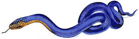 Free Eastern Indigo Snake Clipart