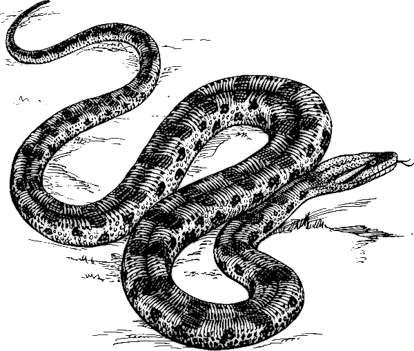 Free Anaconda Clipart