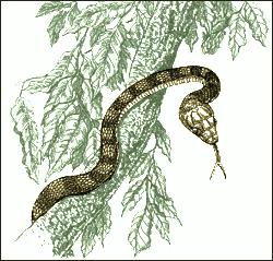 Free Brown Tree Snake Clipart