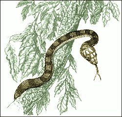 Free Snake Clipart