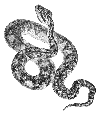 Free Black and White Snake Clipart