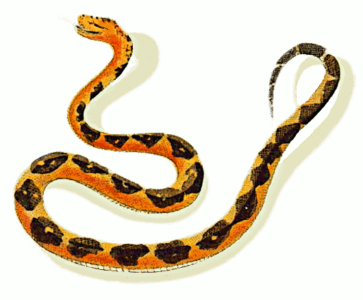 Free Snake Clipart