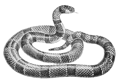 Free Black and White Snake Clipart