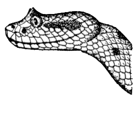 Free Rattlesnake Clipart