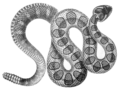 Free Black and White Snake Clipart