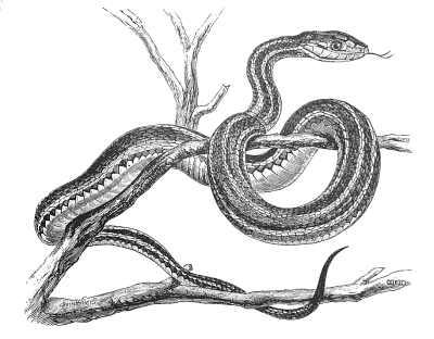 Free Black and White Snake Clipart