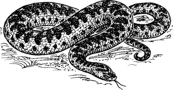 Free Adder Clipart