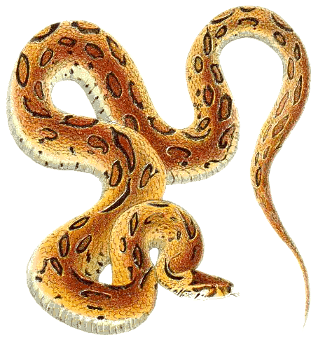 Free Viper Clipart