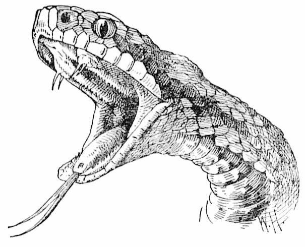 Free Black and White Snake Clipart