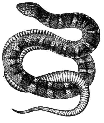 Free Black and White Snake Clipart