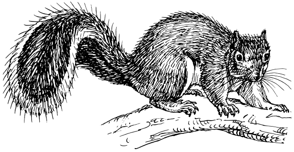 Free Black and White Squirrel Clipart