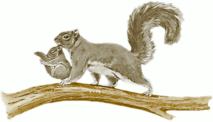 Free Squirrel Mother Clipart