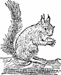 Free Squirrel Collecting Food Clipart