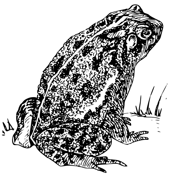 Free Black and White Toad Clipart